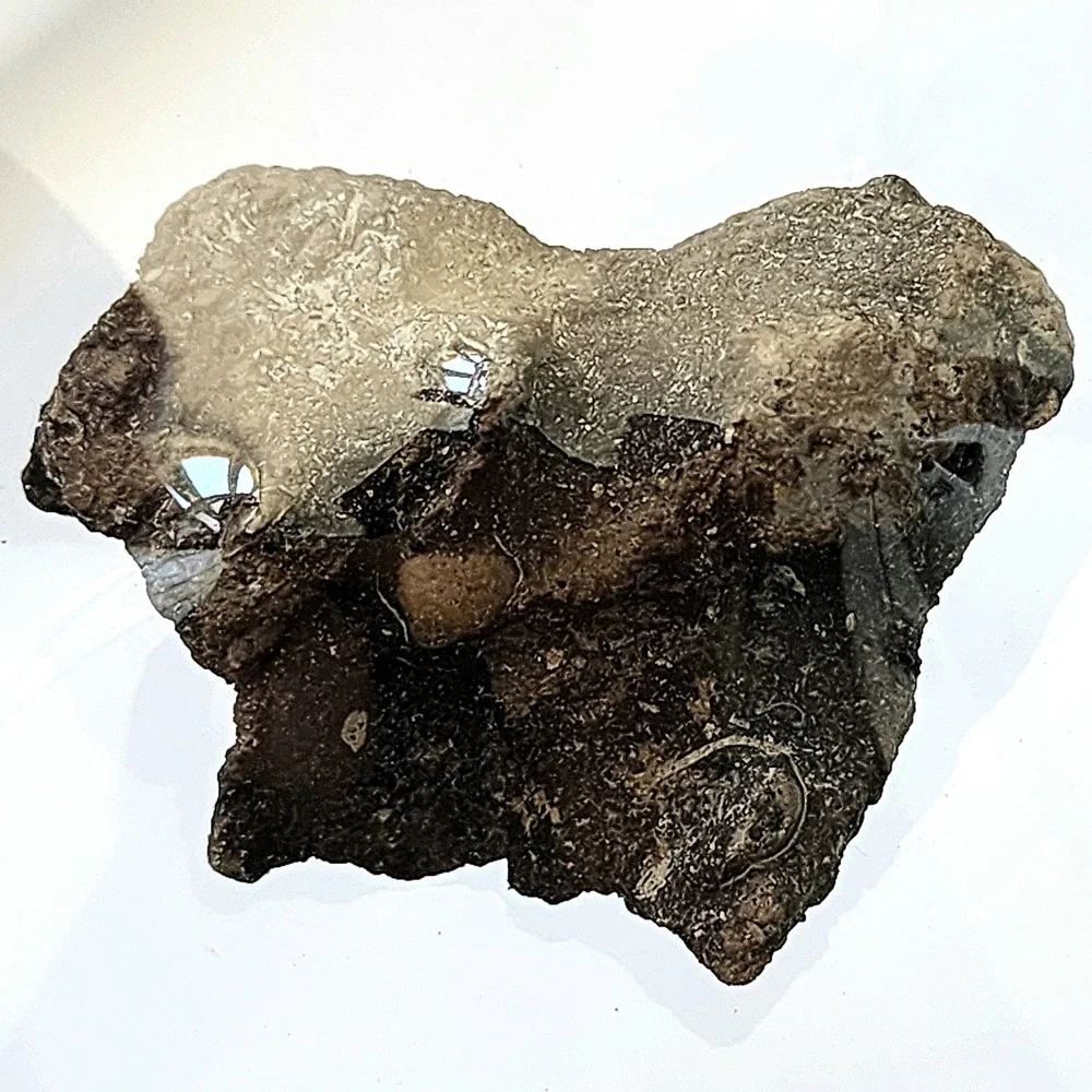 Unique Heart Shaped Late Cretaceous Period Fossil Cluster in Matrix Display Rare